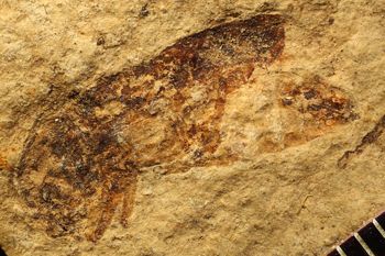 Media type: image;   Entomology PALE-1622